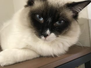 Ragdoll Available For Stud