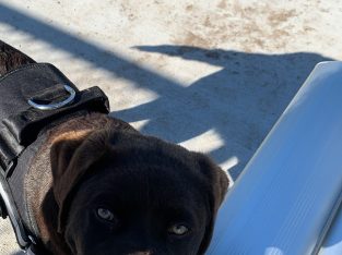 Pure bred Labrador puppy
