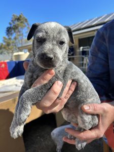 Blue Australian stumpy tail cattle dogs