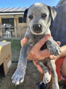 Blue Australian stumpy tail cattle dogs