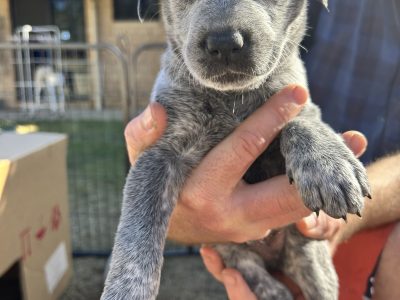 Blue Australian stumpy tail cattle dogs
