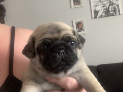 Purebred Pug Puppies