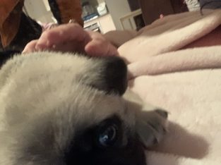 Purebred Pug Puppies