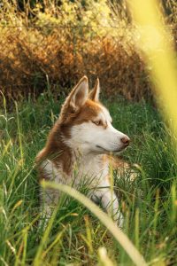 Siberian husky in the grass