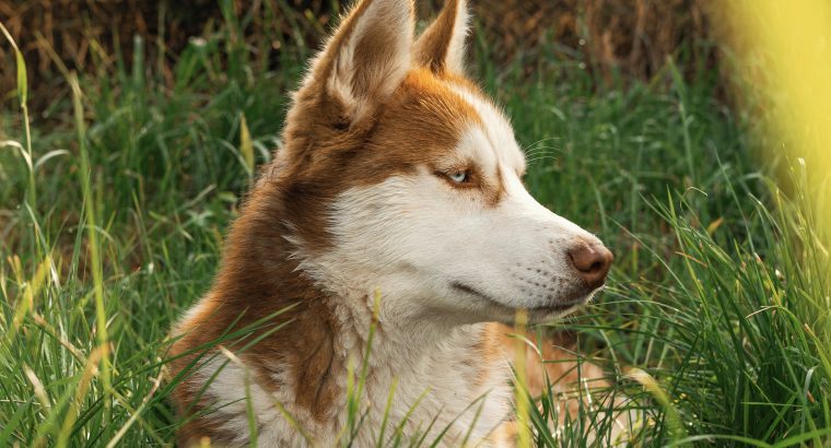 Meet The Siberian Husky: One Of The Most Stubborn (Yet Loveable) Breeds