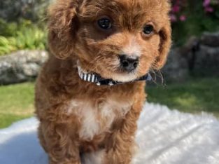 Toy Cavoodle Puppies (DNA 100% Clear)