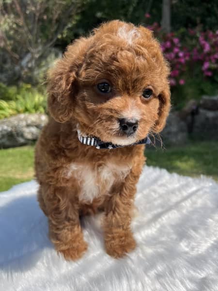 Toy Cavoodle Puppies (DNA 100% Clear)