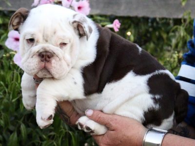 Frank the handsome bulldog