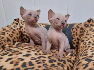 Beautiful Sphynx Kittens Available