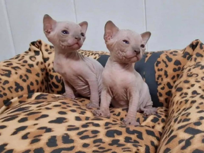 Beautiful Sphynx Kittens Available