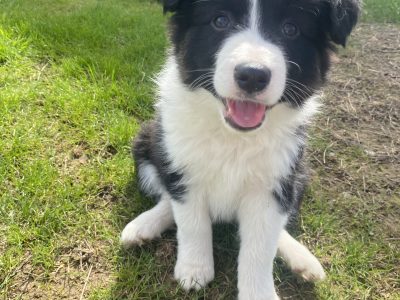 Purebred Border Collies