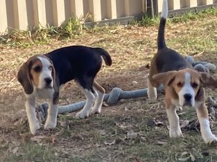 Pure beagle babies ready for homes NOW Salisbury Brisbane