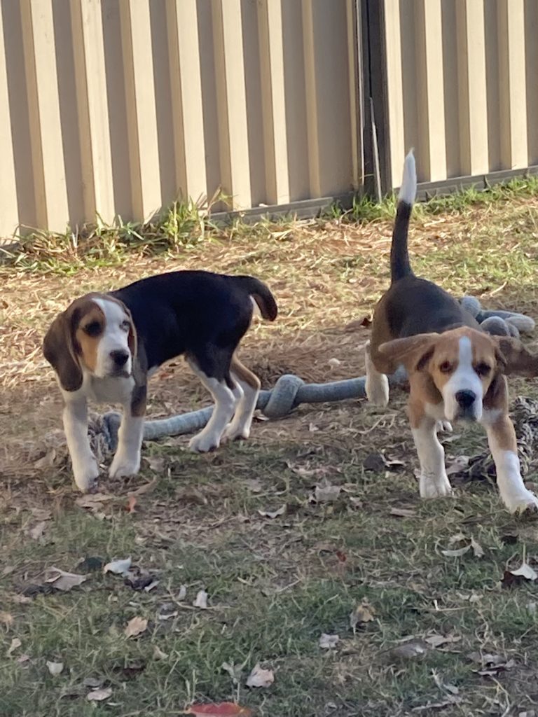 Beagle Salisbury PetsForHomes