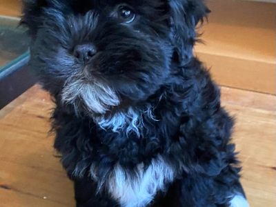Havashu (Shih Tzu x Havanese Designer)