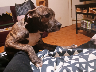 6month old Boy American staffy