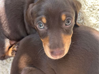 Dachshund Pups