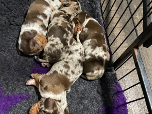 Miniature Chocolate Dapple Pieds