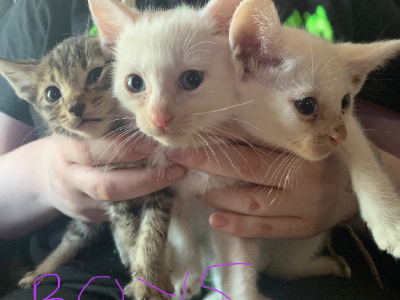 6x 8 week old kittens