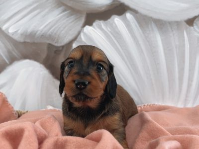 Mini Longhaired Dachshund Puppies