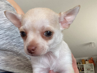 Smooth Coat Chihuahua Puppies