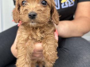 Red Cavoodle puppies