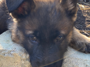 Purebred German Shepherd Puppies