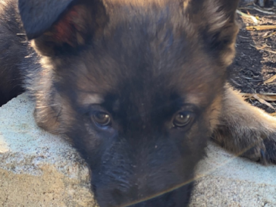 Purebred German Shepherd Puppies