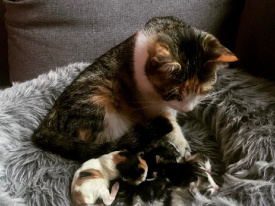 All kittens now sold.