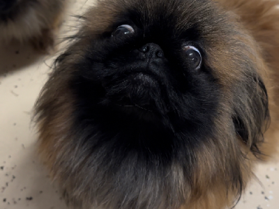 A pair of Pekingese dogs for sale