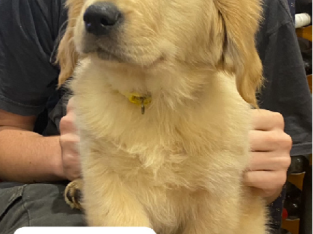 Golden retriever puppies (PUREBRED)