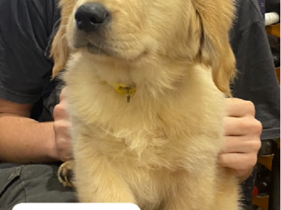 Golden retriever puppies (PUREBRED)