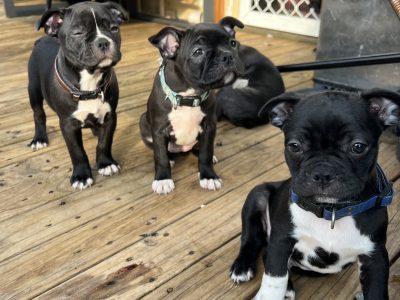 Boston Terrier x French Bulldog