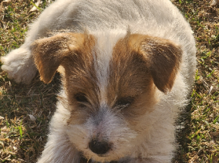 Papered Jack Russell Terrior Pups