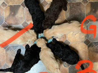 Labradoodle Pups