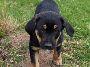 Short Haired Border Collie x Maremma