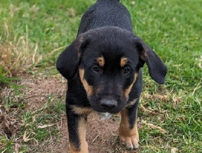 Short Haired Border Collie x Maremma