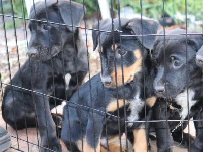 Kelpie pups