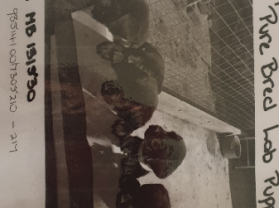 Purebred black Labradors pups