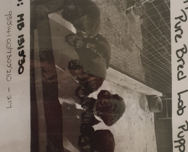 Purebred black Labradors pups