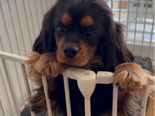 Cavalier King Charles spaniel