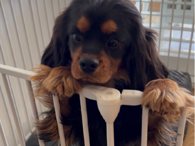 Cavalier King Charles spaniel