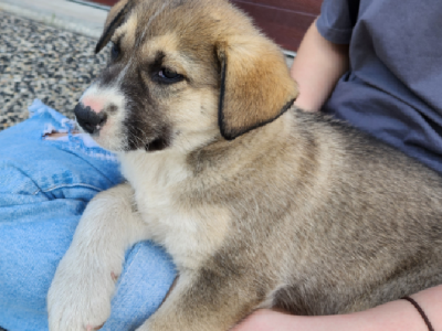 Puppies Norwegian Elkhound X Border Collie