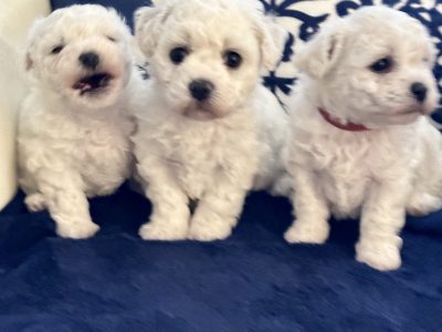 bichon Frise puppies