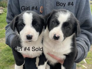 Border Collie Puppies