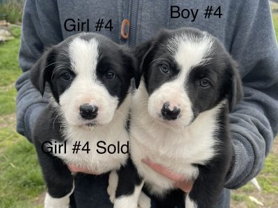 Border Collie Puppies