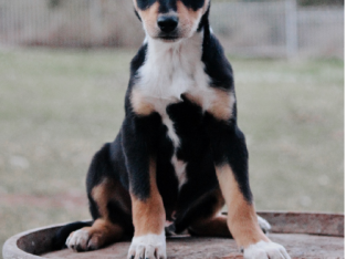 Purebred Kelpie Pups