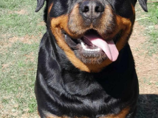 PEDIGREE PURE-BRED ROTTWEILER PUPS BEAUTIFUL