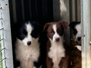 Border Collie Pups