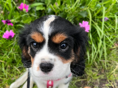 Bundle of energy…..ooh and a pretty girl too!