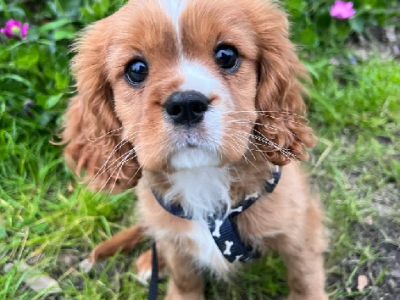 Shy boy….but comes with a charming personality